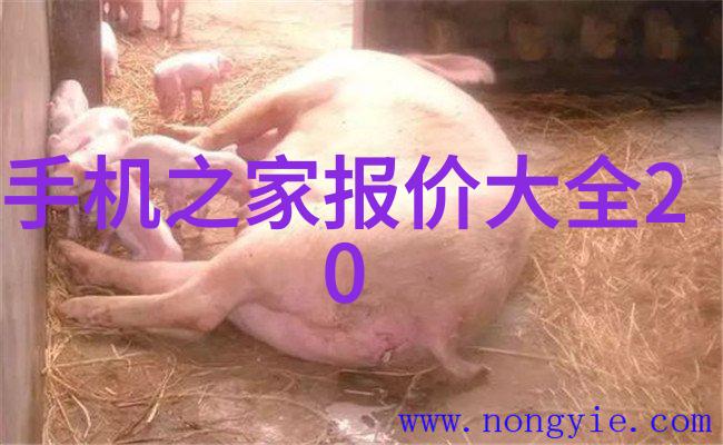 外墙砖的秘密它们为什么能承载岁月的沉重