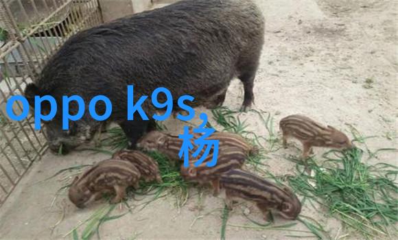 BBS电影影视沙龙里的故事与梦想