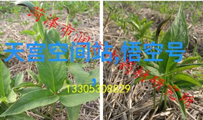 我和卫生级隔膜泵的故事泵它来啦卫生级隔膜泵让我的生活更健康
