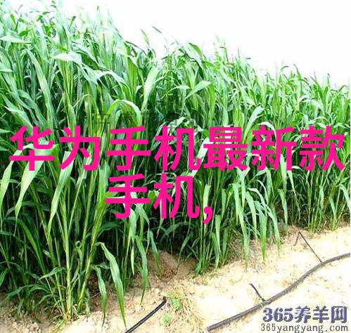 注射剂机械科技助力制药行业的创新之路