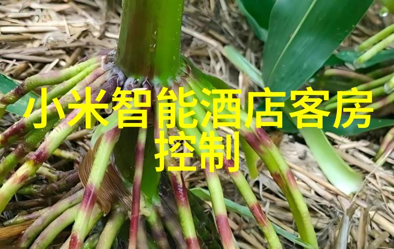 水墨编程锦鲤的数字传说