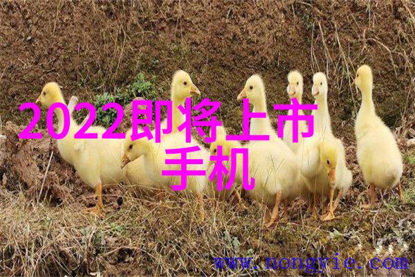 不锈钢喷头耐腐蚀的水力之星在厨房中的应用与保养秘诀