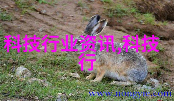 钻石购买指南如何辨别真假钻石一学就会的鉴定技巧
