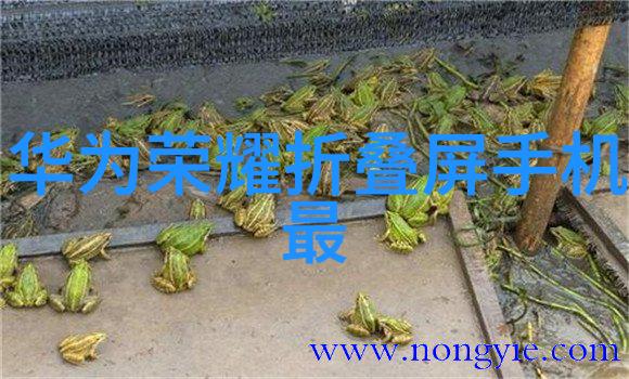 百合CP如何发展具体步骤情感互动的艺术