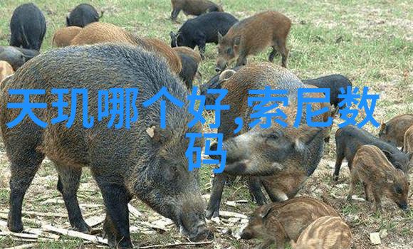 河南深夜的秘密工厂探寻那未被揭开的PE管材背后故事