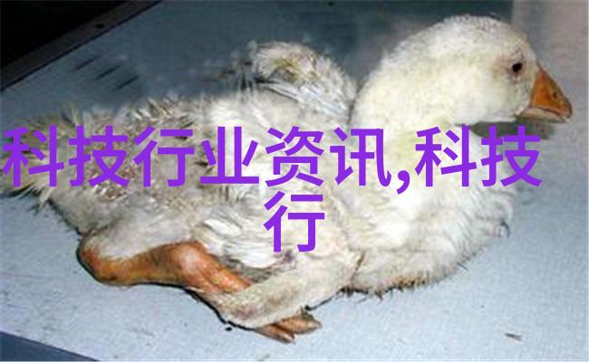 宠物药品心灵的抚慰与健康的守护者