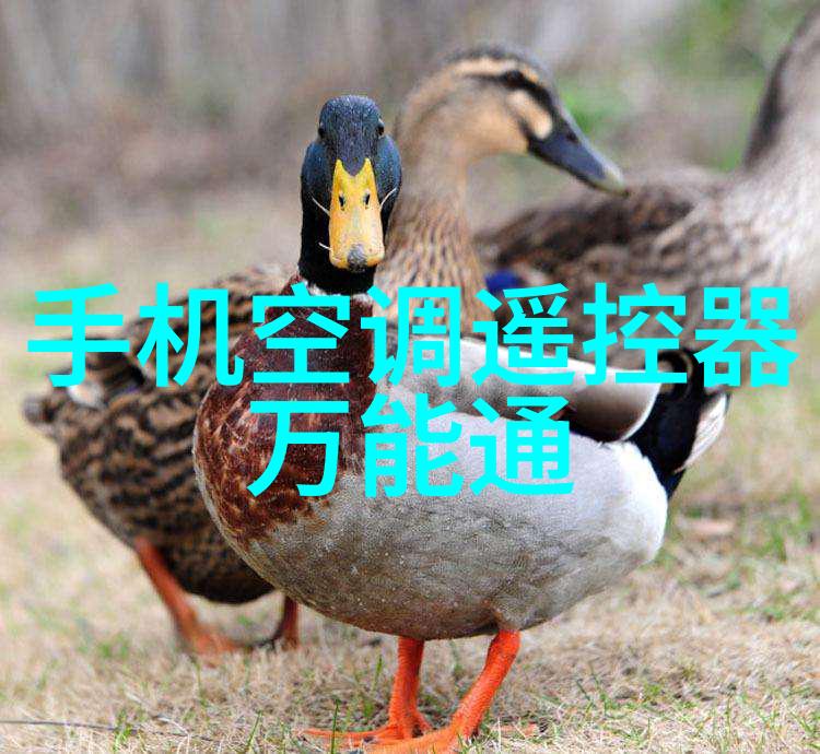 丑奴儿悲剧中的才女与孤独